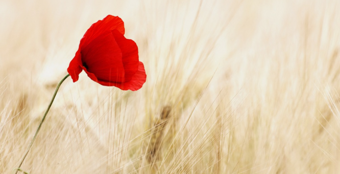 4 Ways To Commemorate Anzac Day With Children