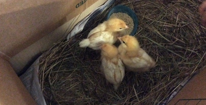 Some special 'chicks' visit