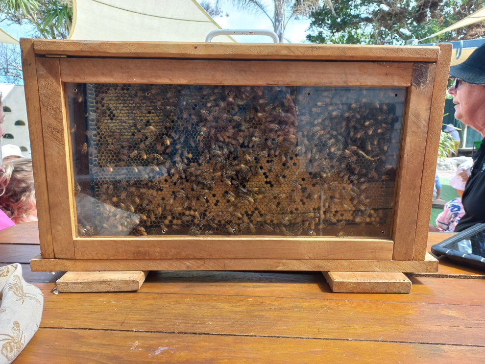1702516228bee viewing hive.jpeg